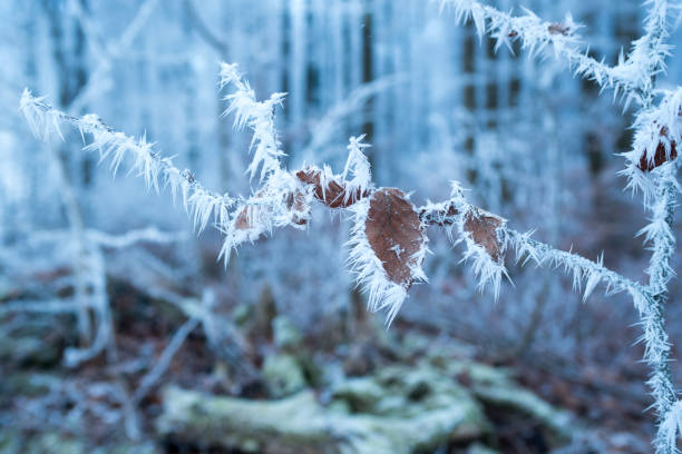Wintery brown leaf with frost on the edge, forest