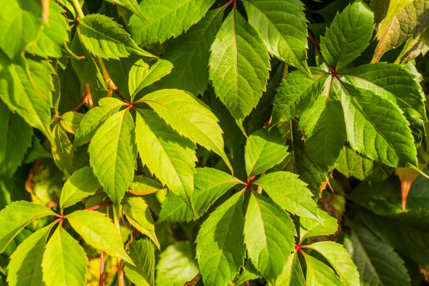 istock Nature green plant leaves background, natural light. 1060610608