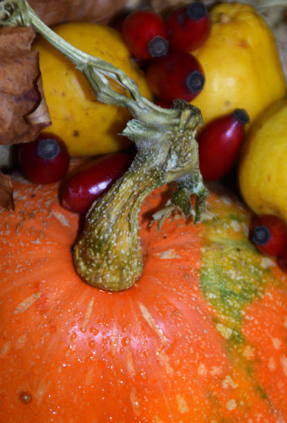 istock Autumn harvest in various compositions. 1060610800