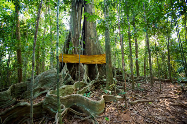istock Old trees Sayai Koh Kood 1060613610