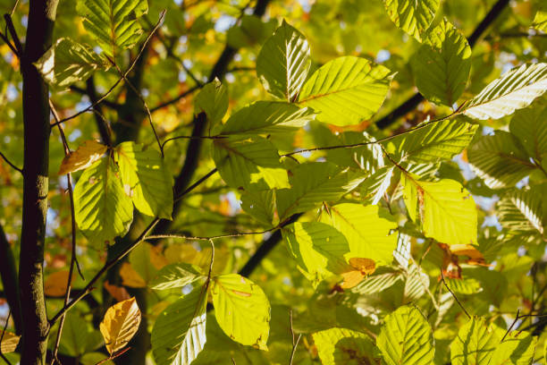 istock Branch fork with leaves in autumnal sunlight. 1060613808