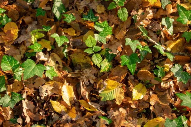 Photo of Autumn forest floor in the morning sunlight.