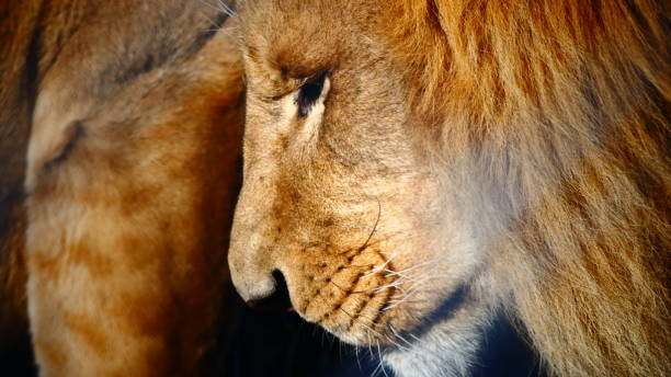 istock Lion in close-up profile 1060614040