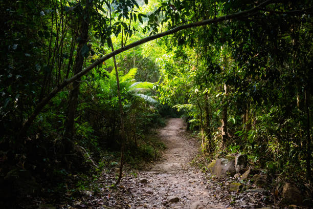 istock Jungle waterfall on Koh Kood 1060617558