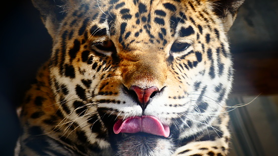 Leopard Of Love Seen From The Front The Tongue Out In Closeup Stock Photo -  Download Image Now - iStock