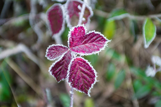 Frozen red leaf with frost on the edge, sugar edge