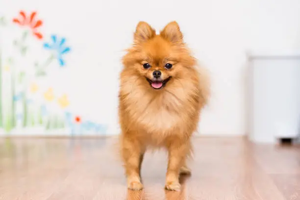 Dog of the Pomeranian breed Spitz Standing on the floor With his tongue out