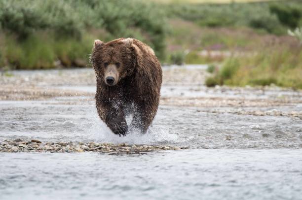 istock Grizzly Charging After a Group of Salmon 1060618042