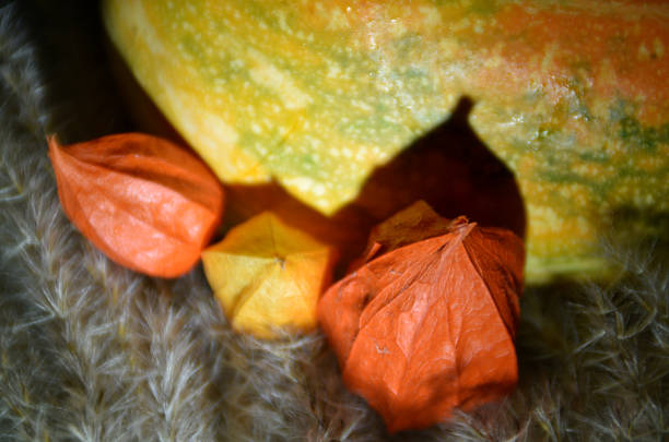 Perfectly ripe ground cherries, also called poha berries or Cape gooseberries (Physalis peruviana), isolated on white. Organic. Related to tomatillos, as can easily seen by the husk.