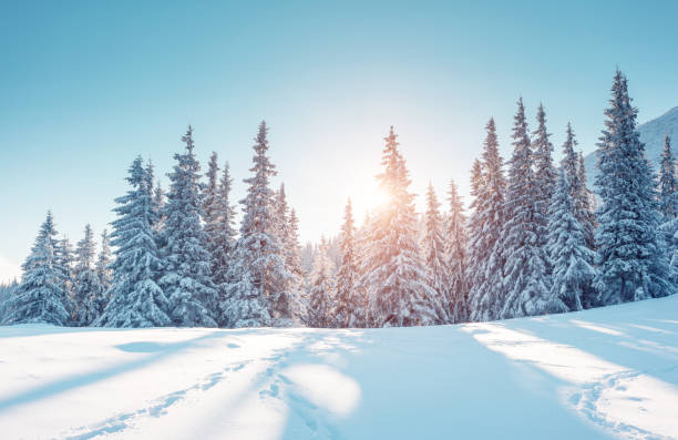 Majestic winter landscape. Location Carpathian mountains, Ukraine, Europe. Majestic winter landscape glowing by sunlight in the morning. Dramatic wintry scene. Location Carpathian, Ukraine, Europe. Beauty world. Retro and vintage style, soft filter. Instagram toning effect. snow landscape stock pictures, royalty-free photos & images