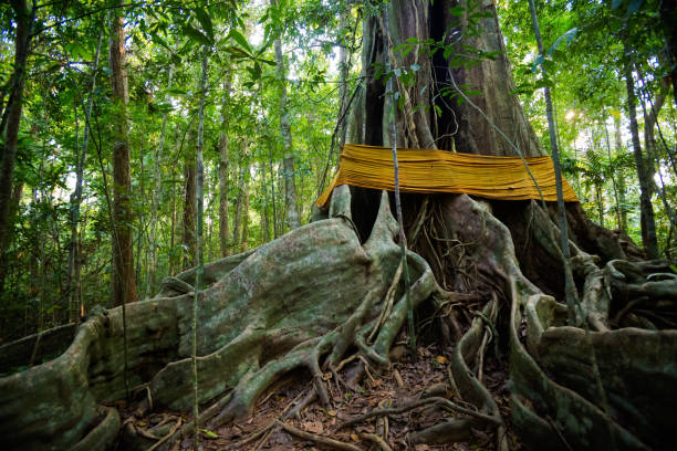istock Old trees Sayai Koh Kood 1060619486