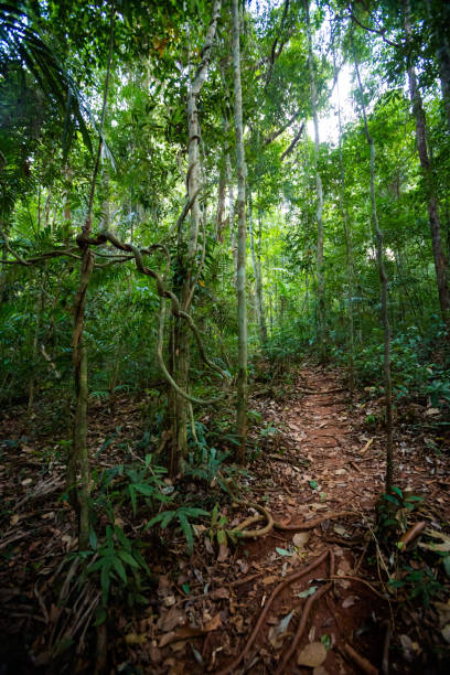 istock Old trees Makayuk Koh Kood 1060620324