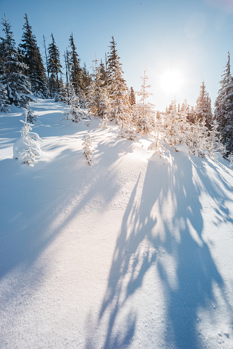 Majestic winter trees glowing by sunlight. Dramatic wintry scene. Place location Carpathian national park, Ukraine, Europe. Alps ski resort. Beauty world. Blue toning effect. Happy New Year!