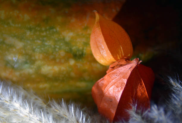 istock Autumn harvest - physalis flowers and orange pumpkin. 1060620522