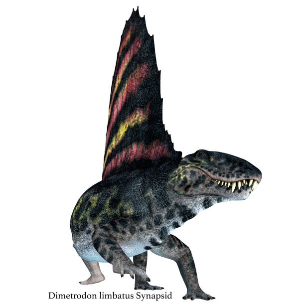 istock Dimetrodon Reptile on White with Font 1060621558