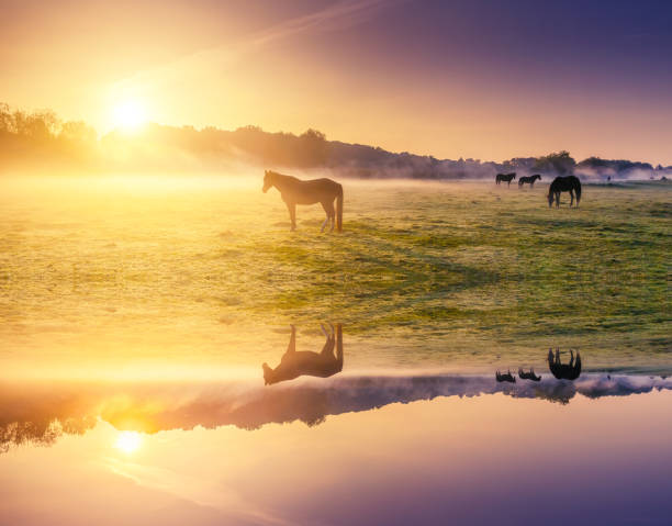 istock Arabian horses grazing on pasture. 1060624568