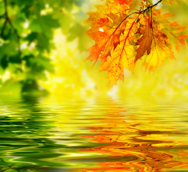 istock Maple leaves on the grass in the autumn forest. 1060624880