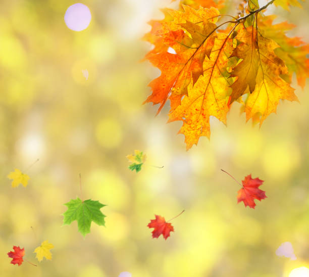 istock Maple leaves on the grass in the autumn forest. 1060624886