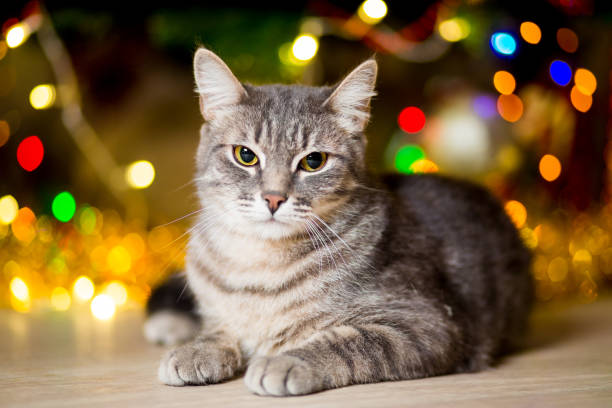 istock Gray young cat without a breed lies near a Christmas tree 1060626794