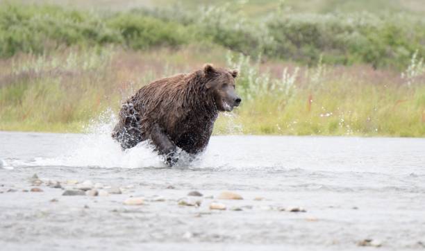istock Grizzly Charging After Salmon 1060628044