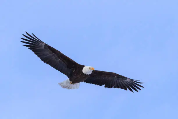 Photo of American Bald Eagle in Flight Against a Clear Blue Sky