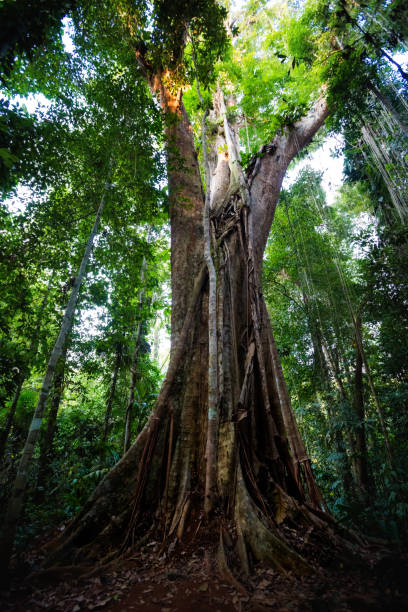 istock Old trees Makayuk Koh Kood 1060629170