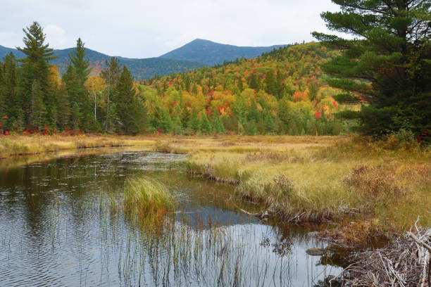istock Colorful fall foliage around Stratton Brook Pond, Maine. 1060630638