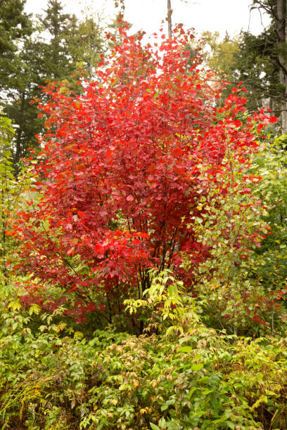 istock Bright fall foliage of a red maple tree in Maine. 1060630878