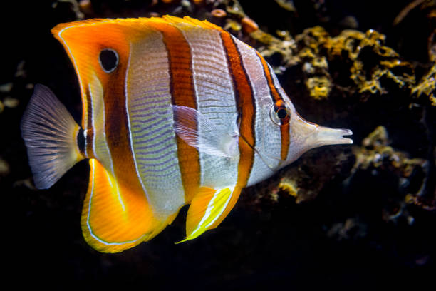 peces tropicales - copperband narizona - copperband butterflyfish fotografías e imágenes de stock