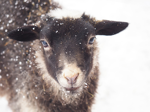 Portrait of a gray lamb (Romanov breed) covered with snow isolated on white background . Sheep at the home farm