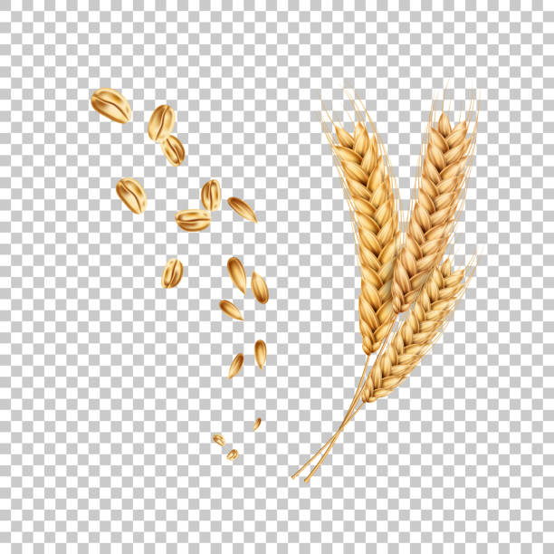 ilustrações, clipart, desenhos animados e ícones de espigas de trigo vetor realista com grãos de espigas - oat wheat oatmeal cereal plant