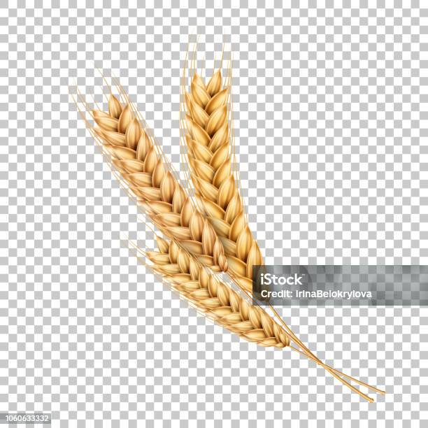 Spighe Di Grano Vettoriale Spighette Realistiche Con Cereali - Immagini vettoriali stock e altre immagini di Grano - Graminacee