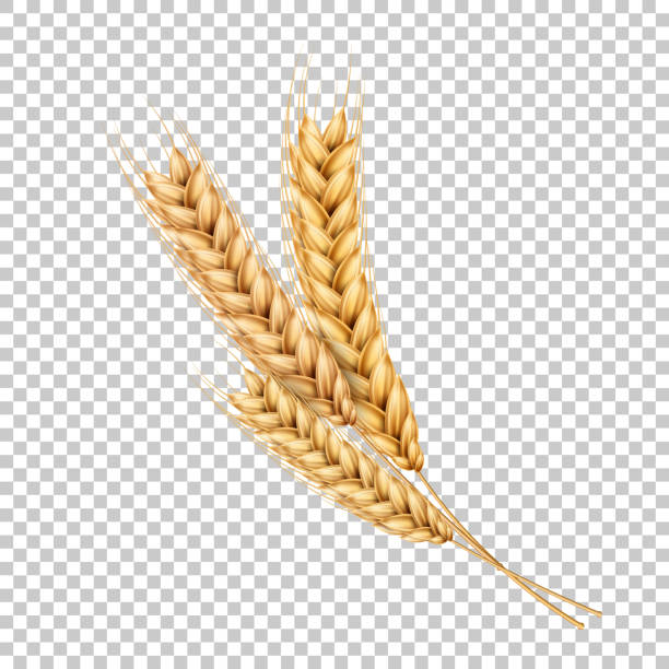 stockillustraties, clipart, cartoons en iconen met vector tarwe oren spikelets realistisch met granen - wheat