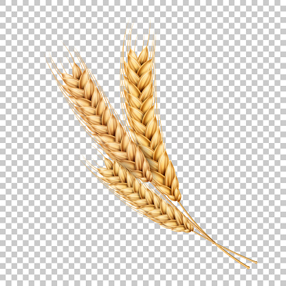 Vector wheat ears spikelets with grains. Realistic oat bunch, yellow sereals for backery, flour production design. Whole stalks, organic vegetarian food packaging element. Transparent background