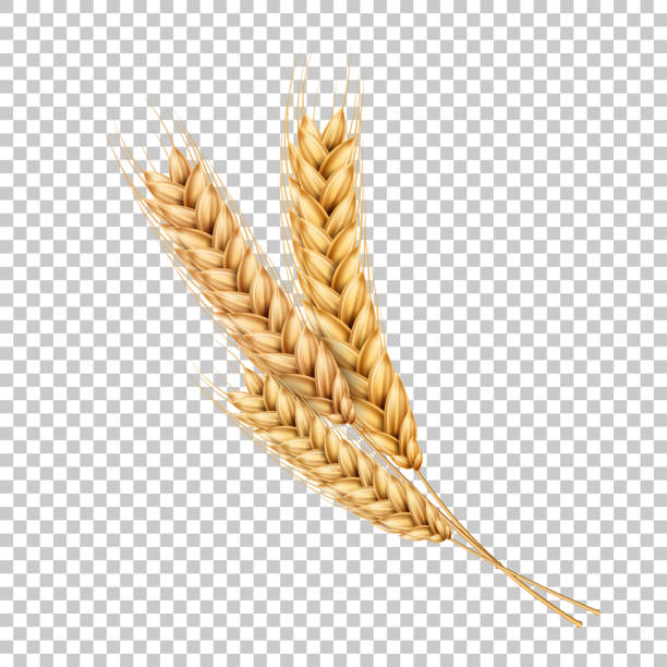Vector wheat ears spikelets realistic with grains Vector wheat ears spikelets with grains. Realistic oat bunch, yellow sereals for backery, flour production design. Whole stalks, organic vegetarian food packaging element. Transparent background crop plant illustrations stock illustrations