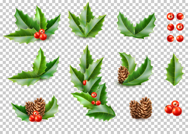 vektor realistische frohe weihnachten holly verlässt tanne - christmas holly mistletoe symbol stock-grafiken, -clipart, -cartoons und -symbole