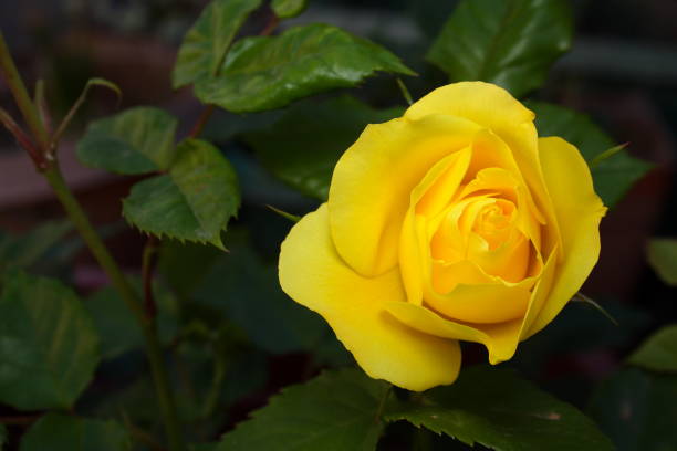istock Rose - Florabunda 'Friesia' 1060638416