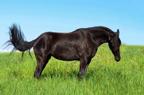красивая черная лошадь пасется на траве на фоне голубого неба, зеленого пастбища. панорамный вид - horse black stallion friesian horse стоковые фото и изображения