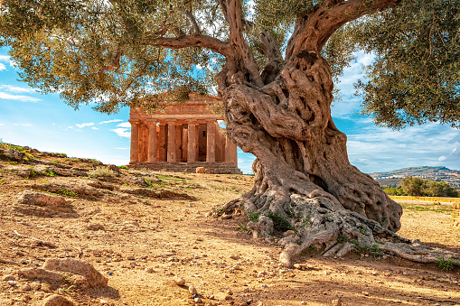 Agrigento - Temples valley
A greek temple in Sicily with an olive tree in the foreground