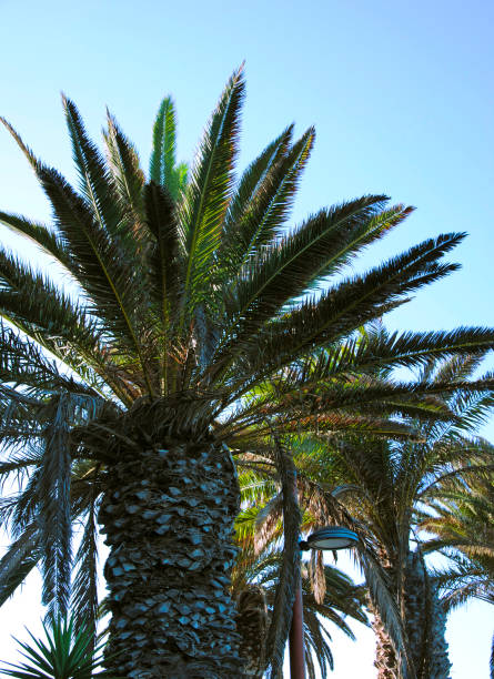 istock palms at the beach of tenerife 1060641284