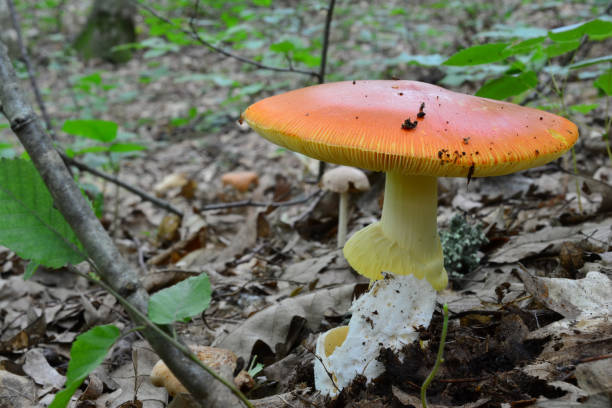 istock Fully developed Amanita caesarea mushroom 1060643202