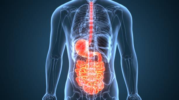 istock 3D Illustration of Human Digestive System Anatomy (Stomach with Small Intestine) 1060650196