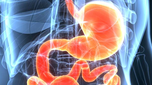 istock 3D Illustration of Human Digestive System Anatomy (Stomach with Small Intestine) 1060650202