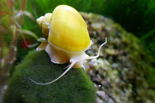 Closeup of a striped grove snail climbing on the leaf