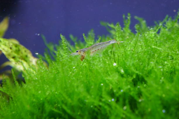 Amano shrimp Amano shrimp - Caridina multidentata amano aquarium stock pictures, royalty-free photos & images