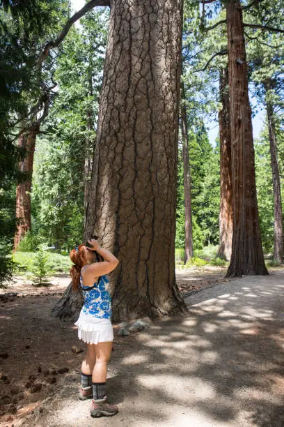 Red hair female (20s) adult takes photos with a DSLR camera, looking up at the large Jeffery Pine Trees in Lake Tahoe along the Rubicon Trail