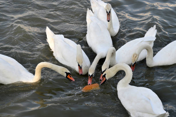 Swans fight for bread in the water