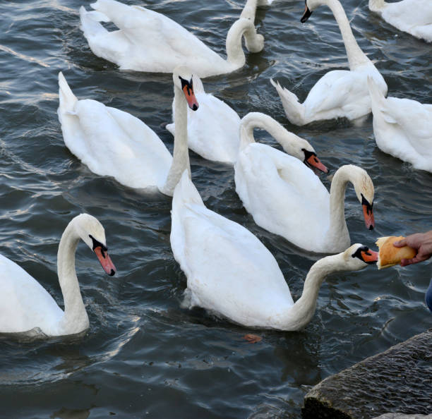 It has a long S-shaped neck, and an orange bill with black at the base of it.