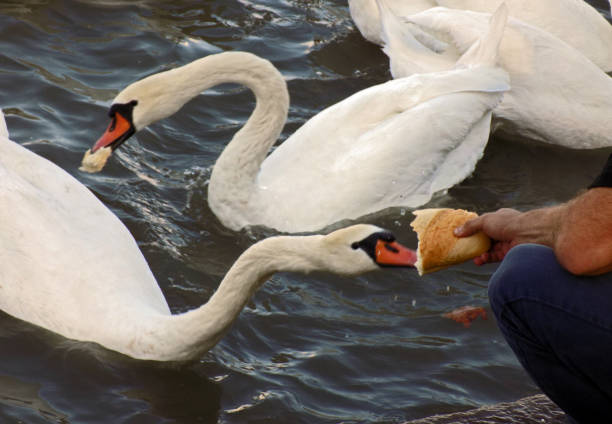 istock Man feeds swans with loaf of bread 1060656046