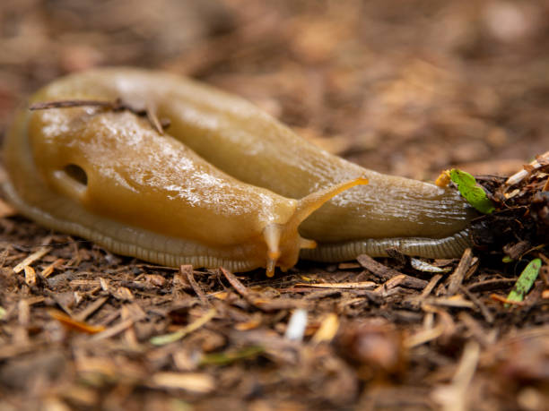 Banana slug stock photo